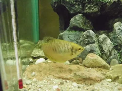 Czy gurami zjada małe rybki? Sprawdź, jak uniknąć zagrożeń w akwarium