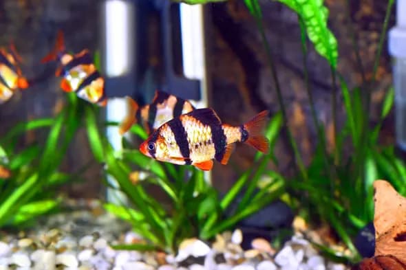 Jak barwa światła do akwarium wpływa na zdrowie ryb i roślin