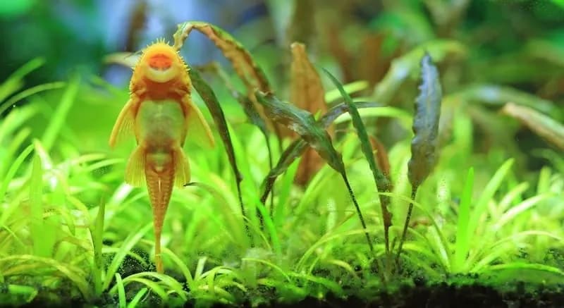 Czy glonojad może być z bojownikiem? Unikaj problemów w akwarium