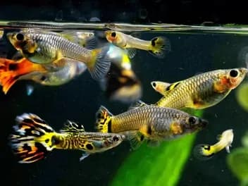 Jak często rozmnażają się gupiki? Poznaj ich cykl życia i więcej informacji