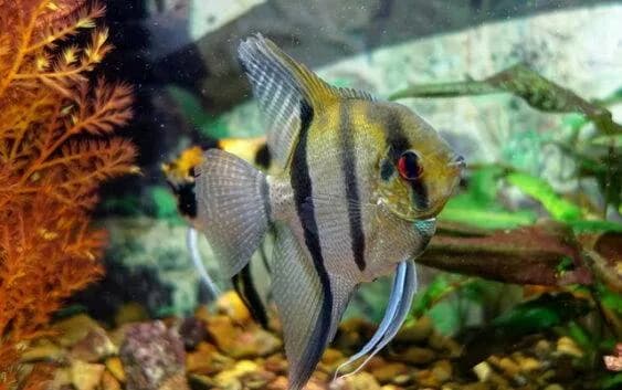 Czy skalary mogą być z innymi rybami? Sprawdź, co musisz wiedzieć!