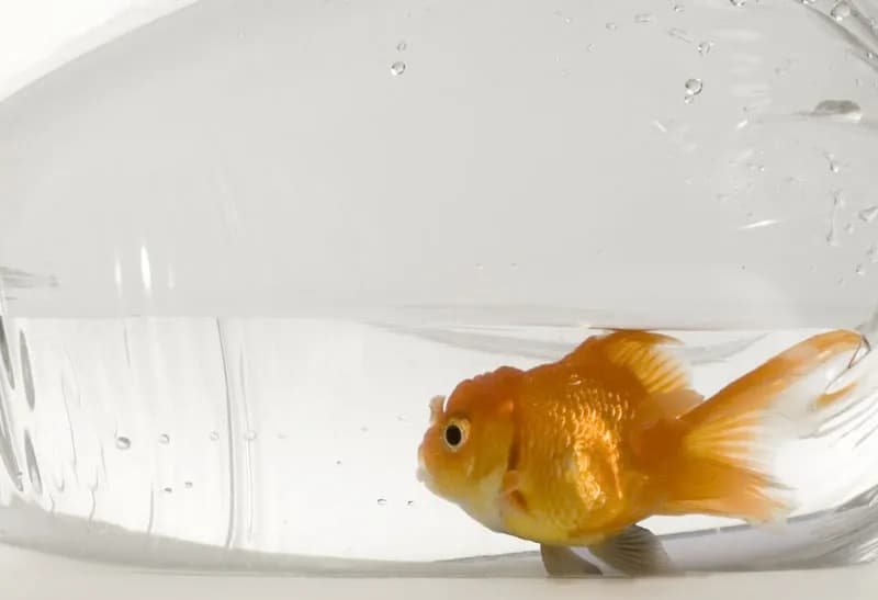 Jak wpuszczać rybki do akwarium, aby uniknąć stresu i chorób