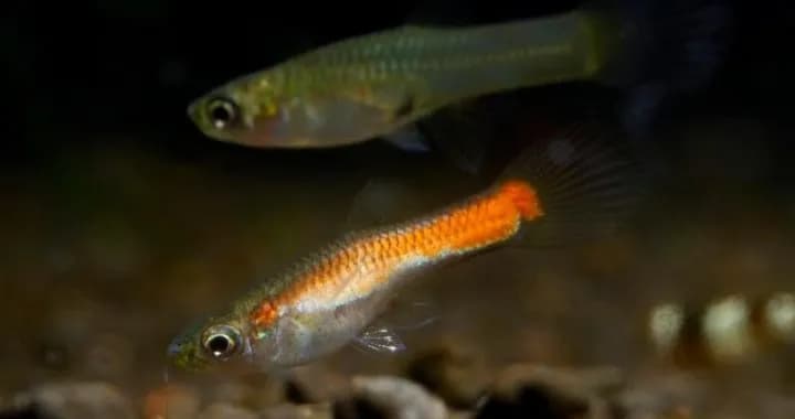 Gupik jaka temperatura wody – unikaj błędów w hodowli ryb