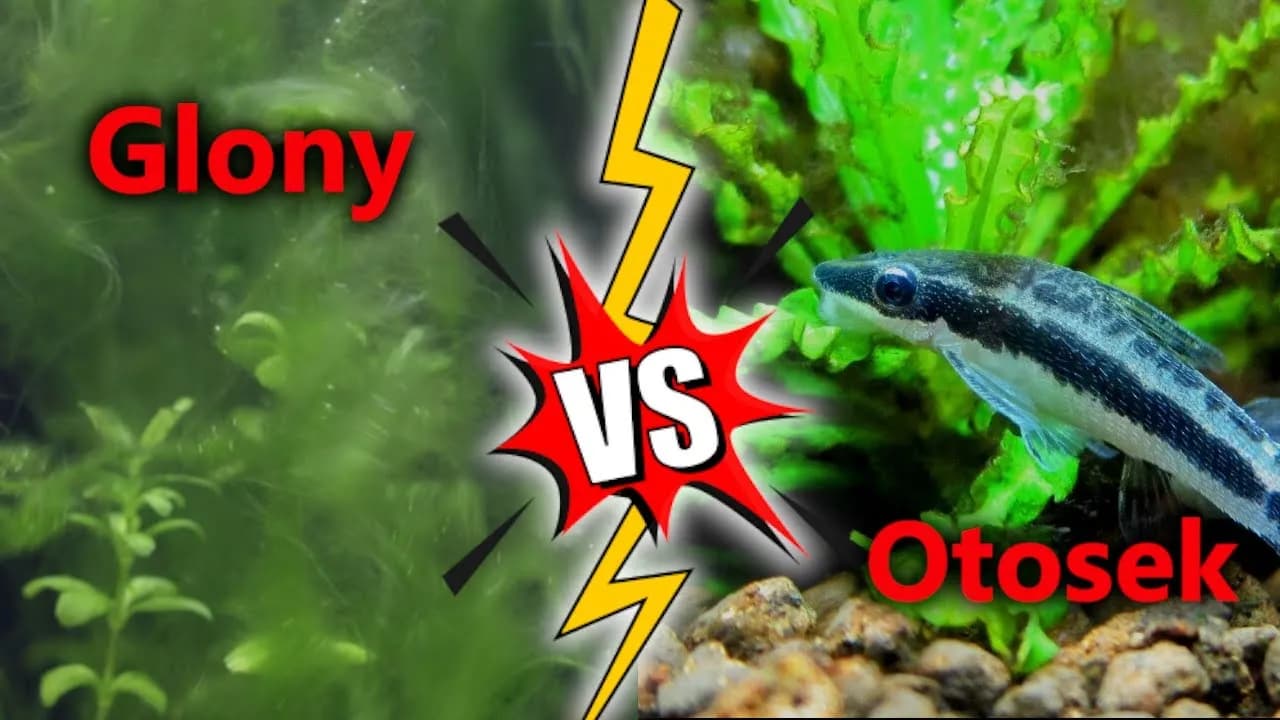 Co zjada glony w akwarium? Odkryj skuteczne metody i ryby