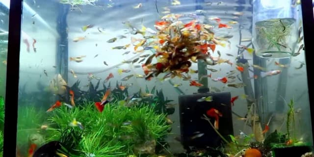 Jakie akwarium dla gupików wybrać, aby uniknąć problemów z hodowlą?