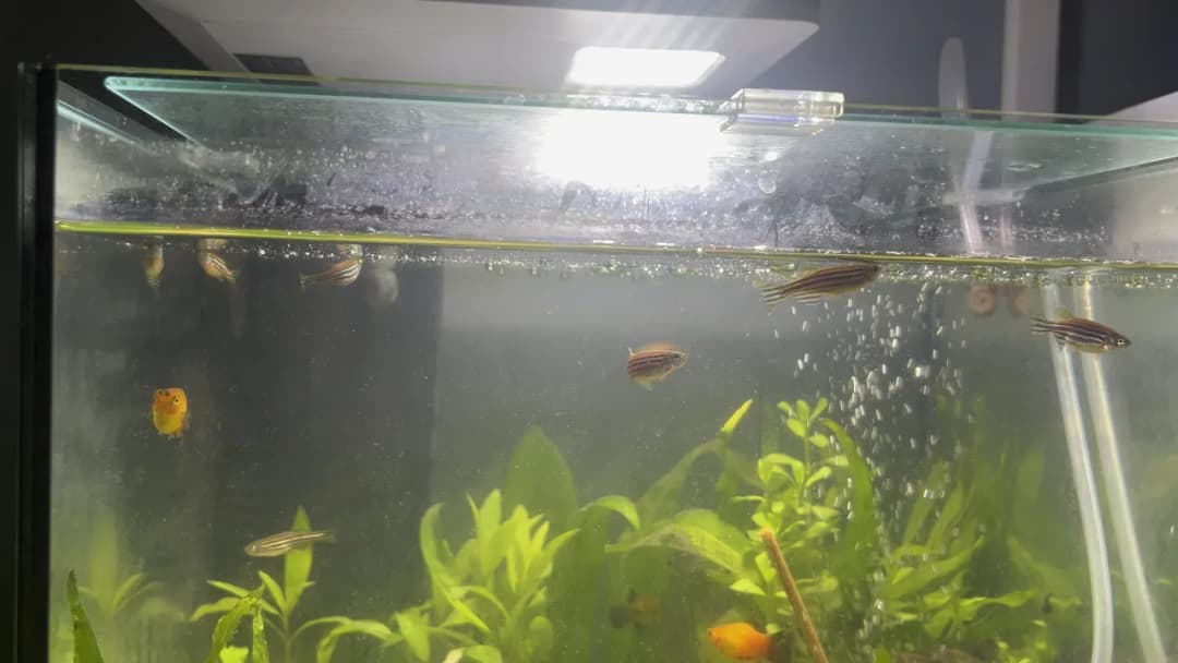 Dlaczego rybki pływają przy filtrze? Odkryj tajemnice ich zachowań