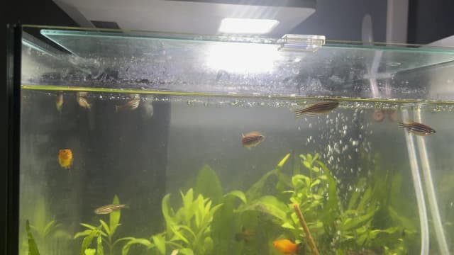 Dlaczego rybki pływają przy filtrze? Odkryj tajemnice ich zachowań