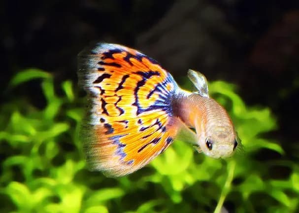 Jak hodować gupiki: sprawdzone metody na zdrowe i piękne ryby