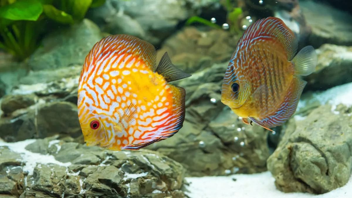 Jak zakwasić wodę w akwarium i stworzyć idealne warunki dla ryb