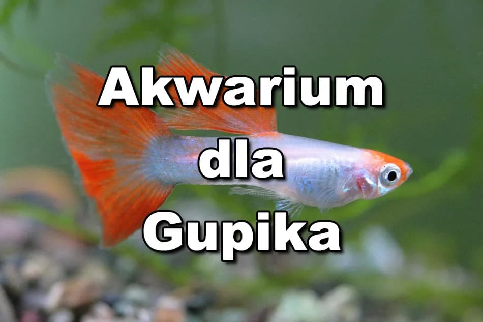 Ile gupików w akwarium? Oto, co musisz wiedzieć, aby uniknąć problemów