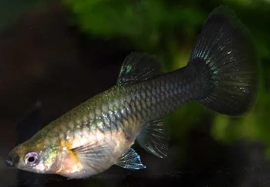 Jak rozmnażają się gupiki? Poznaj sekrety ich rozmnażania w akwarium