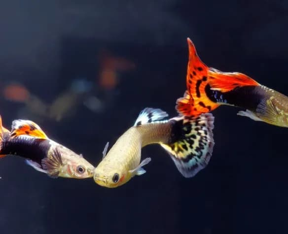 Ile gupików do 30l? Kluczowe zasady dla zdrowego akwarium