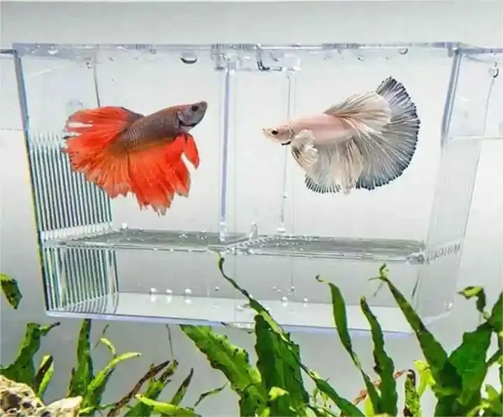 Jak zrobić kotnik dla rybek - bezpieczne metody na wychowanie narybku