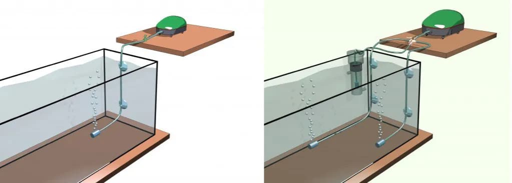 Jak napowietrzać akwarium, aby uniknąć problemów z rybami i roślinami