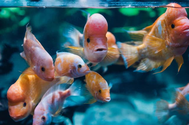 Ile czasu na zwiedzanie Akwarium Gdynia? Sprawdź, by nie żałować