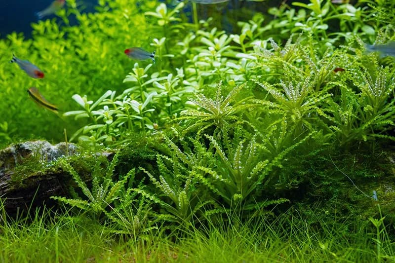 Jak podawać carbo do akwarium, aby uniknąć problemów z roślinami