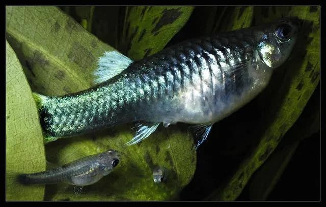 Jak rozpoznać gupika przed porodem - objawy ciąży i zachowanie