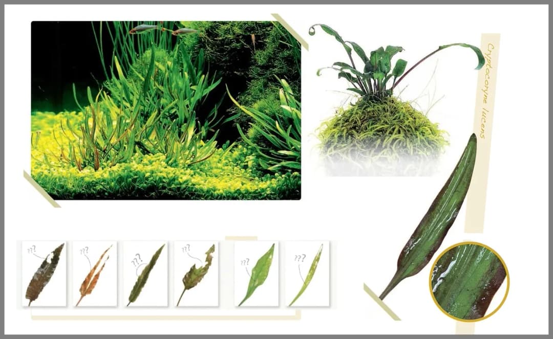 Niedobór potasu w akwarium objawy – jak ratować rośliny?