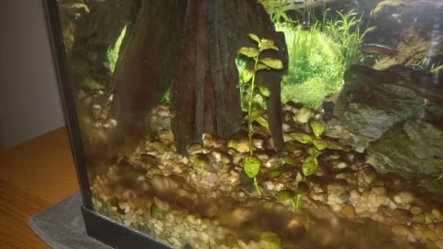 Dlaczego rośliny w akwarium robią się brązowe i jak temu zapobiec