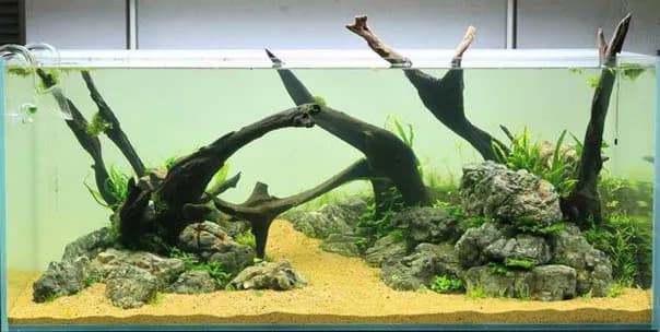 Jakie rośliny na korzeń do akwarium? Oto łatwe w pielęgnacji opcje