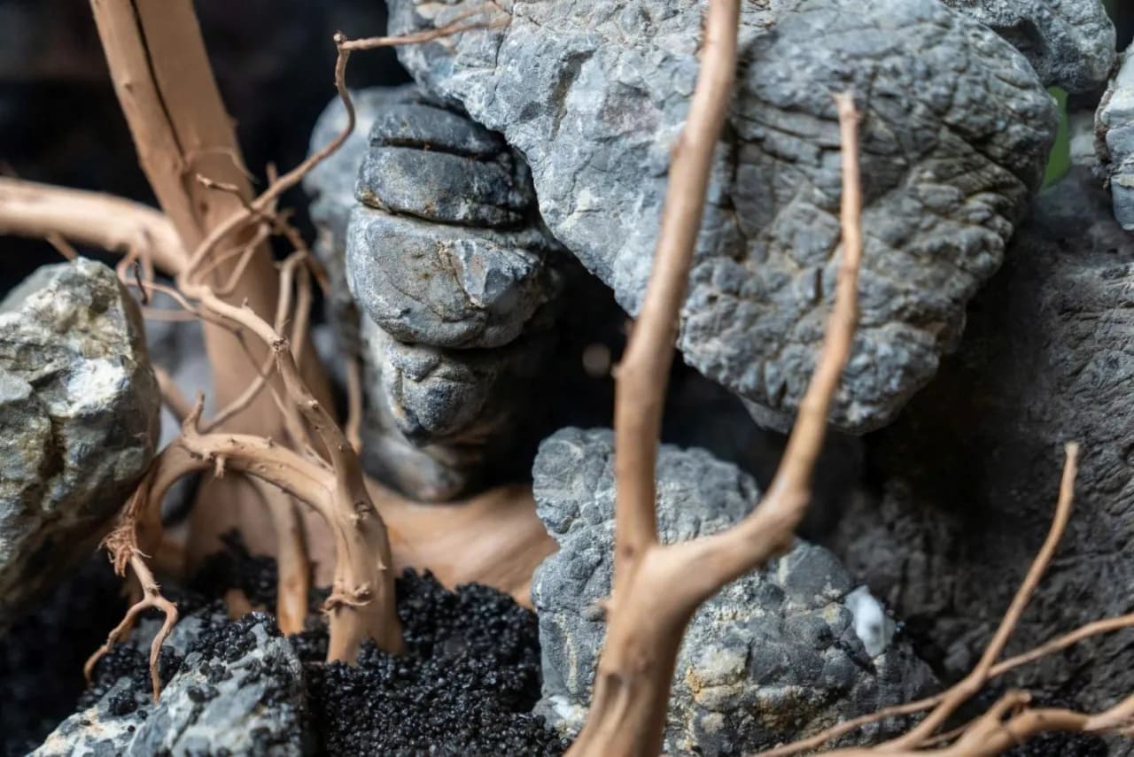 Gdzie znaleźć kamienie do akwarium, aby uniknąć niebezpieczeństw dla ryb