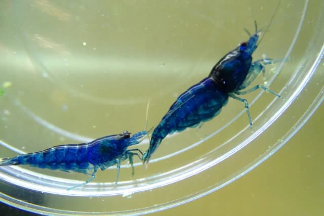 Ile kosztują krewetki do akwarium? Sprawdź ceny i gatunki teraz