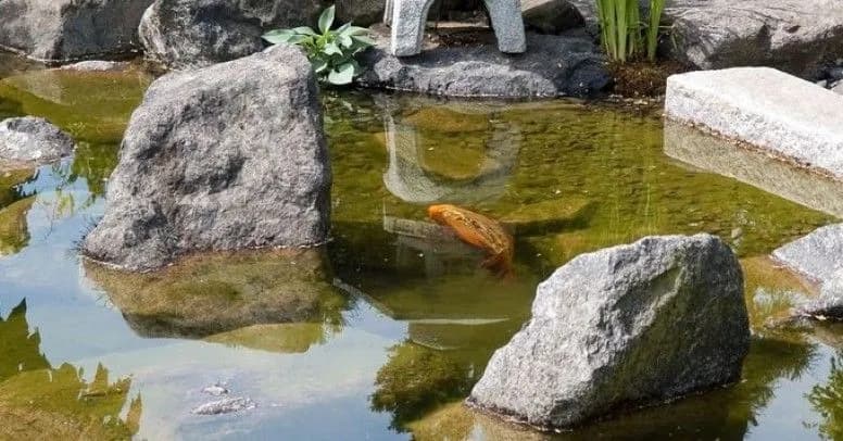 Gdzie kupić rybki do oczka wodnego? Sprawdź najlepsze miejsca i porady