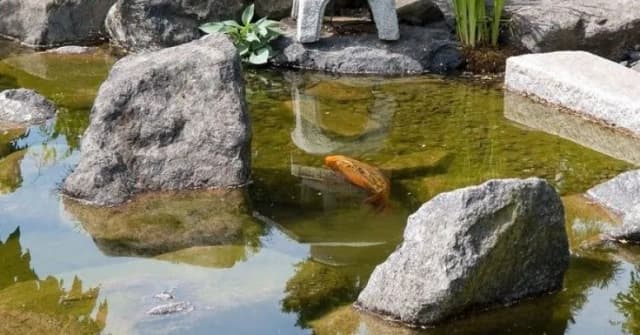 Gdzie kupić rybki do oczka wodnego? Sprawdź najlepsze miejsca i porady