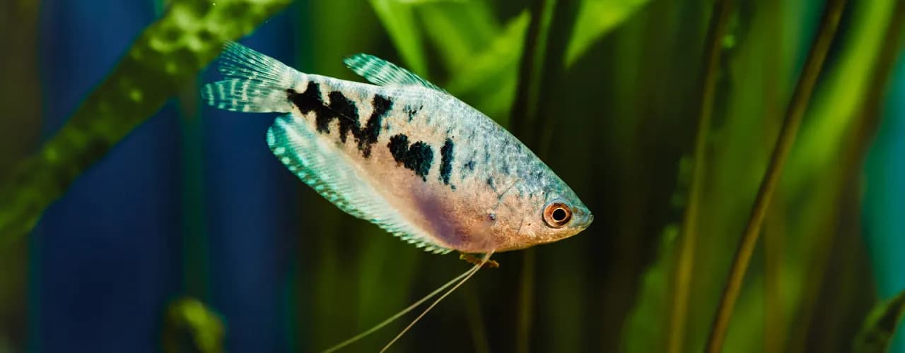 Czy rybki potrzebują światła? Sprawdź, jak wpływa na ich zdrowie