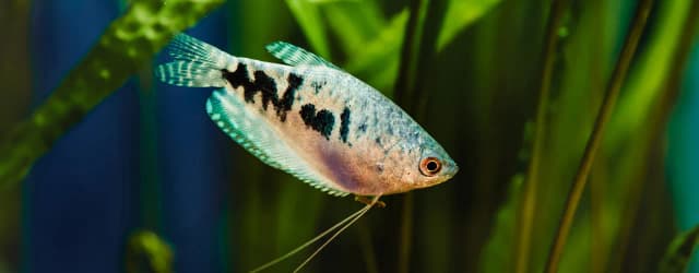 Czy rybki potrzebują światła? Sprawdź, jak wpływa na ich zdrowie
