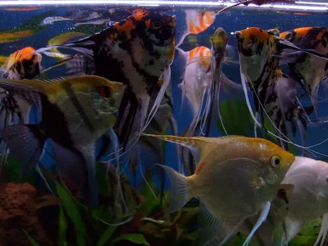 Co jedzą skalary? Odkryj najlepsze pokarmy dla zdrowych ryb