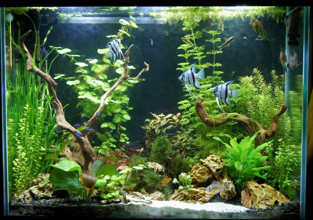 Jak urządzić akwarium dla skalarów: unikaj najczęstszych błędów