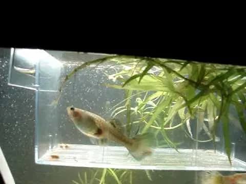 Jak wygląda gupik przed porodem? Zaskakujące zmiany w wyglądzie