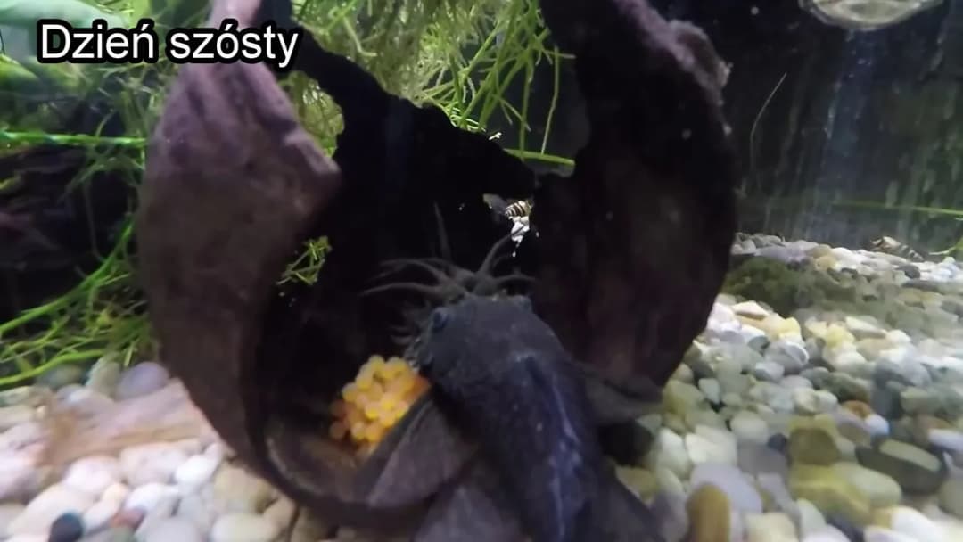 Jak wygląda glonojad w ciąży? Zmiany, które zaskoczą każdego