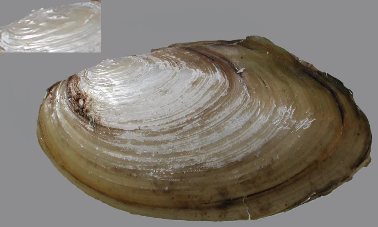 Rozmnażanie małży: fascynujący cykl życia i zaskakujące zależności