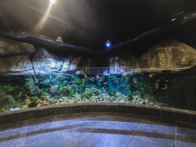 Oceanarium Gdyńskie – Fascynujące atrakcje i informacje dla odwiedzających