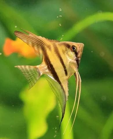 Z jakimi rybami może być skalar? Najlepsze towarzystwo do akwarium