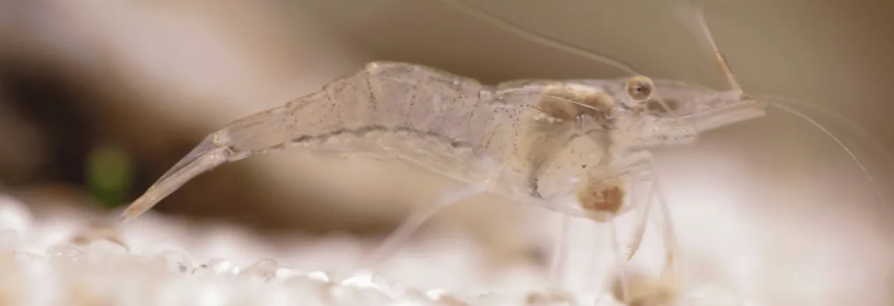 Czy krewetki mogą być z rybkami? Oto, co musisz wiedzieć