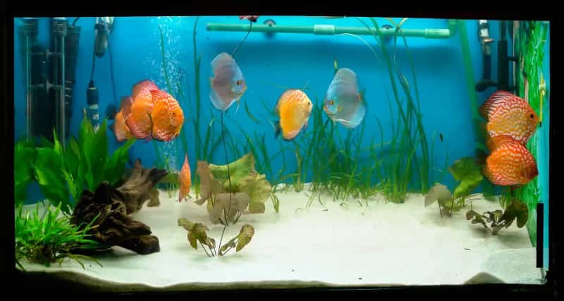 Jak obniżyć GH w akwarium i uniknąć stresu u ryb