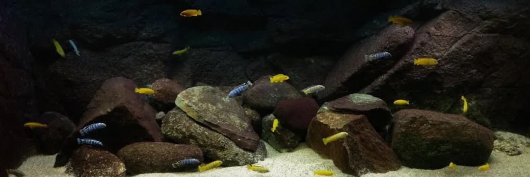 Jak zrobić tło do akwarium ze styropianu - proste kroki i porady