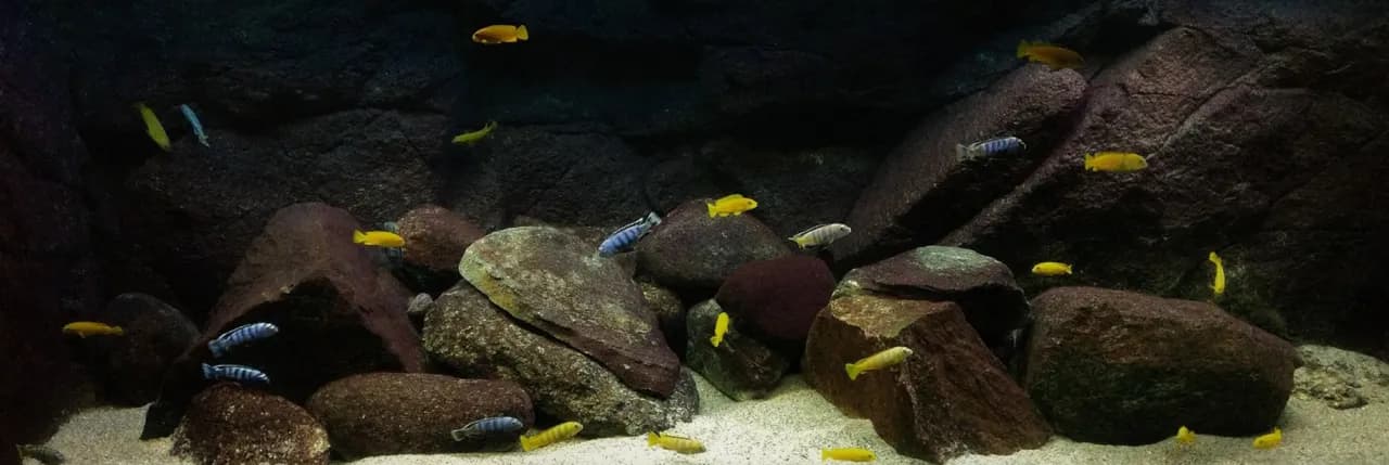 Jak zrobić tło do akwarium ze styropianu - proste kroki i porady