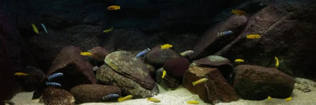 Jak zrobić tło do akwarium ze styropianu - proste kroki i porady