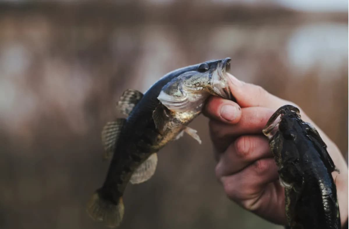 Karaś, Szczupak, a może Sandacz? Zobacz, jak dopasować wędkę do rodzaju ryby!