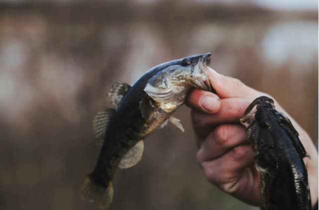 Karaś, Szczupak, a może Sandacz? Zobacz, jak dopasować wędkę do rodzaju ryby!