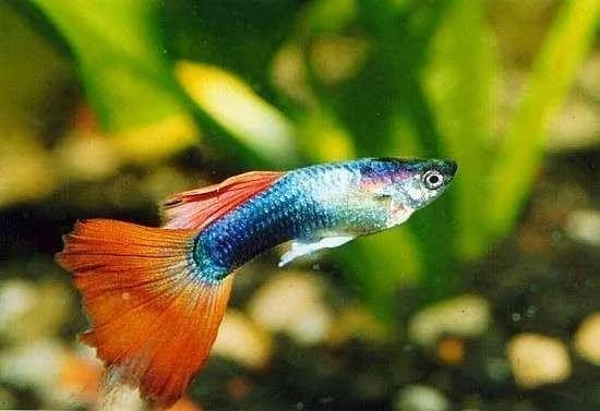 Ile rybki są w ciąży? Poznaj czas ciąży i jak je pielęgnować