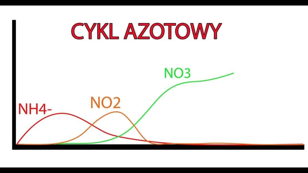 Ile dojrzewa akwarium? Kluczowe czynniki wpływające na czas cyklu