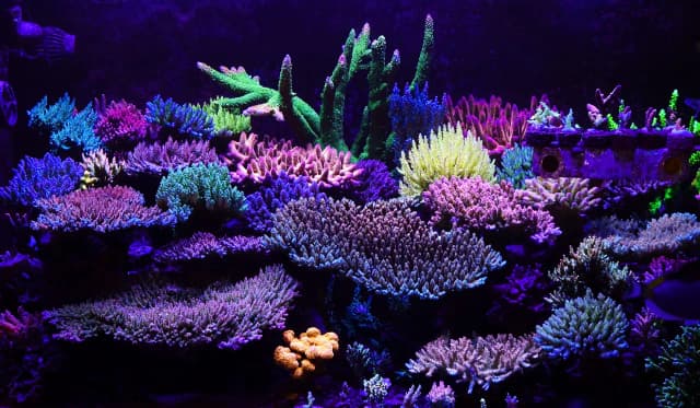 Jak założyć akwarium morskie - proste kroki dla początkujących