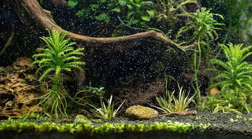 Jak napowietrzyć wodę w akwarium bez pompki – skuteczne metody