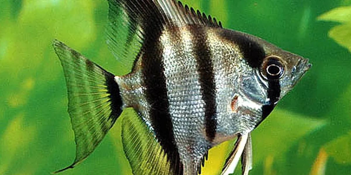 Skalar czy żaglowiec - co wybrać dla swojego akwarium?