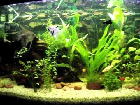 Ile skalarów do 200l? Poznaj tajniki odpowiedniego doboru ryb